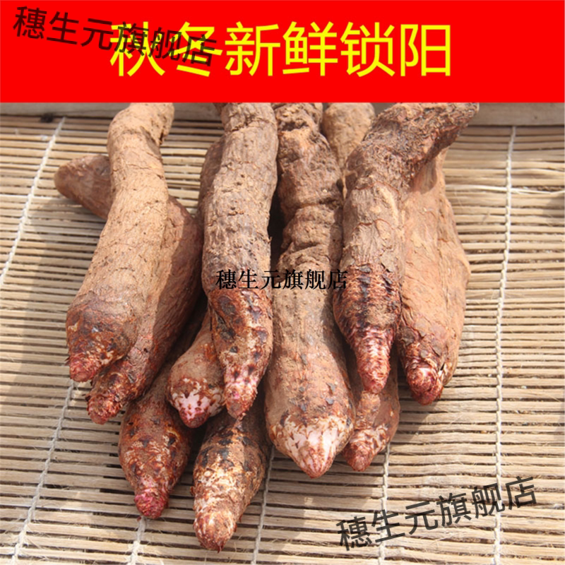 内蒙古新鲜锁阳整根一级正