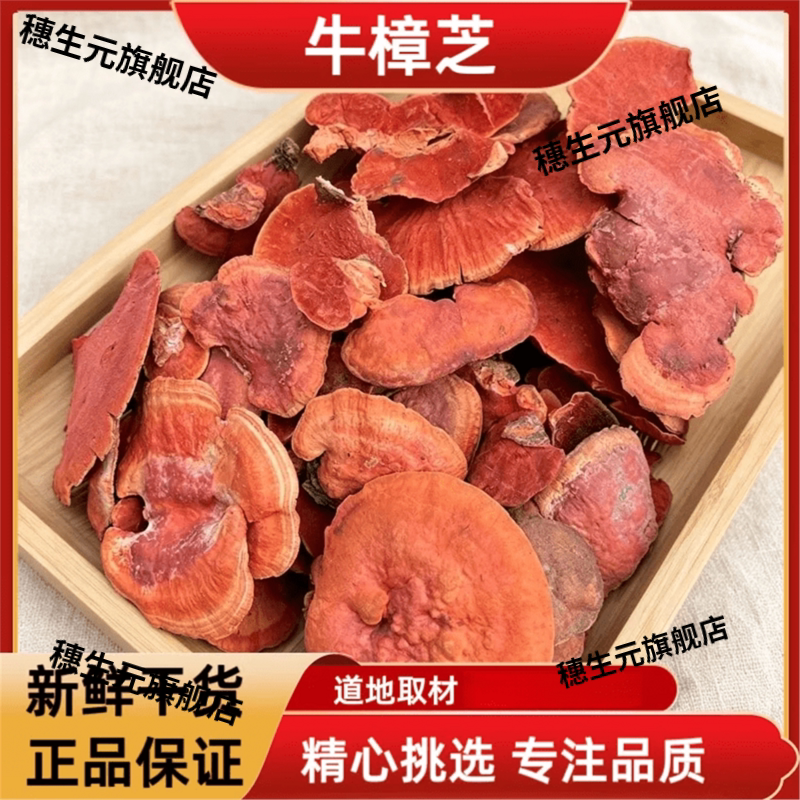 云南深山纯野生牛樟芝