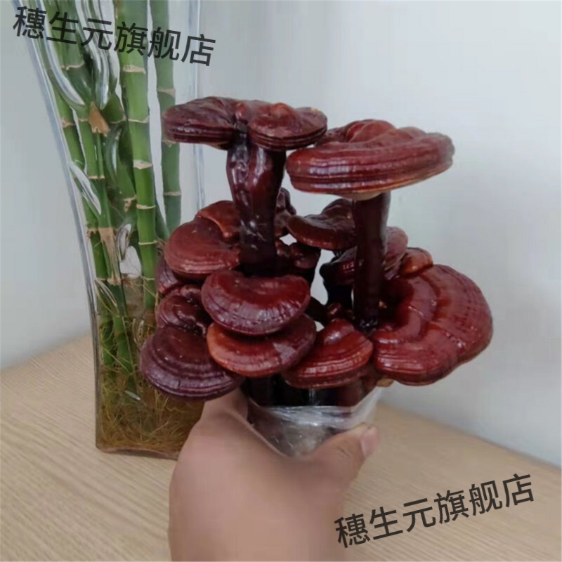 灵芝盆景栽摆件活体大室内