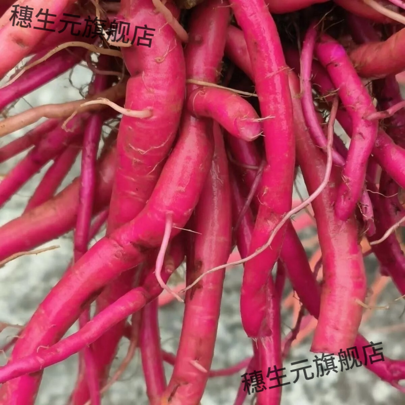 贵州野生新鲜红牛膝土克材