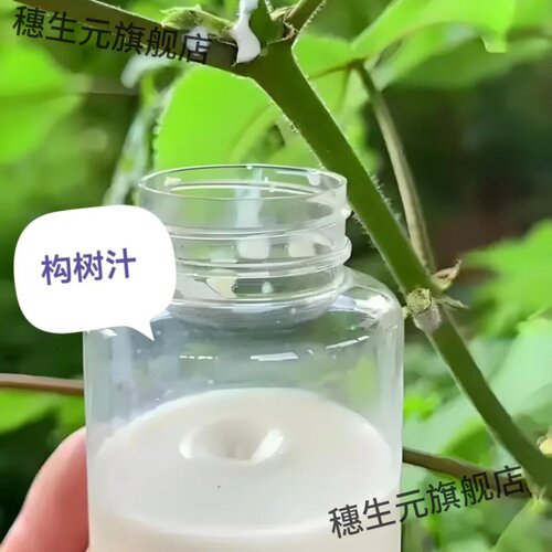 构树汁液牛皮癣假梅子角阔