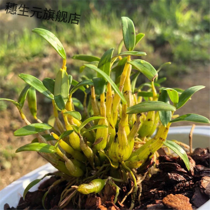 正宗霍山米斛苗石盆栽矮壮
