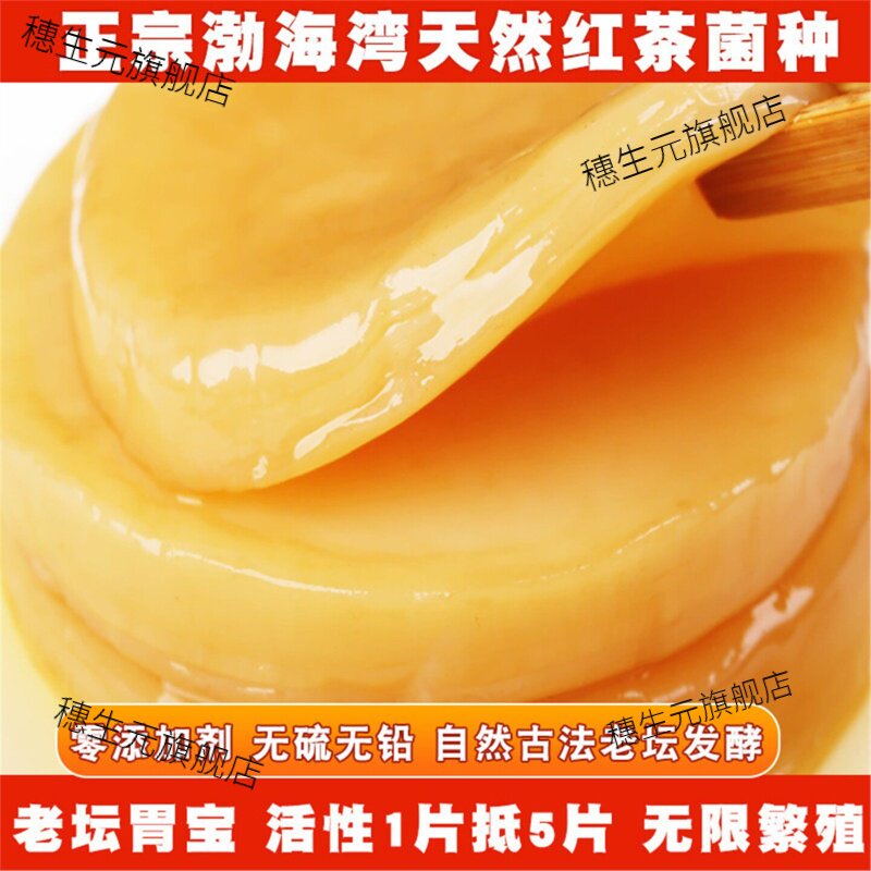 正宗红茶菌种传统老胃宝海