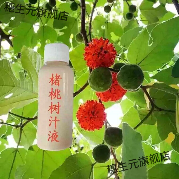 四川大山老构树汁楮桃树汁