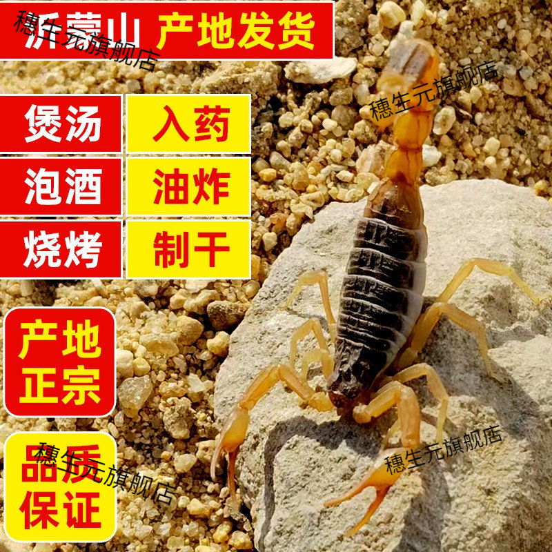 活蝎子野性虫沂蒙山十足全