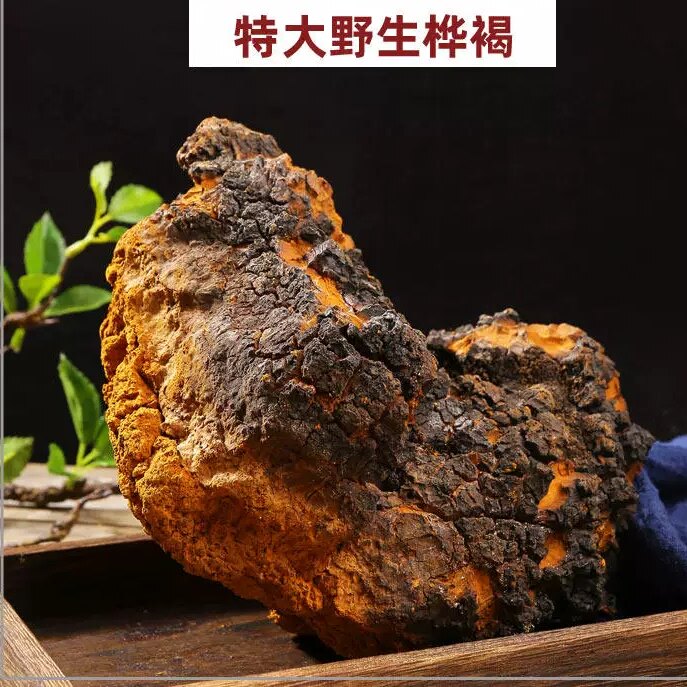 野生特大桦树茸褐孔菌茶天