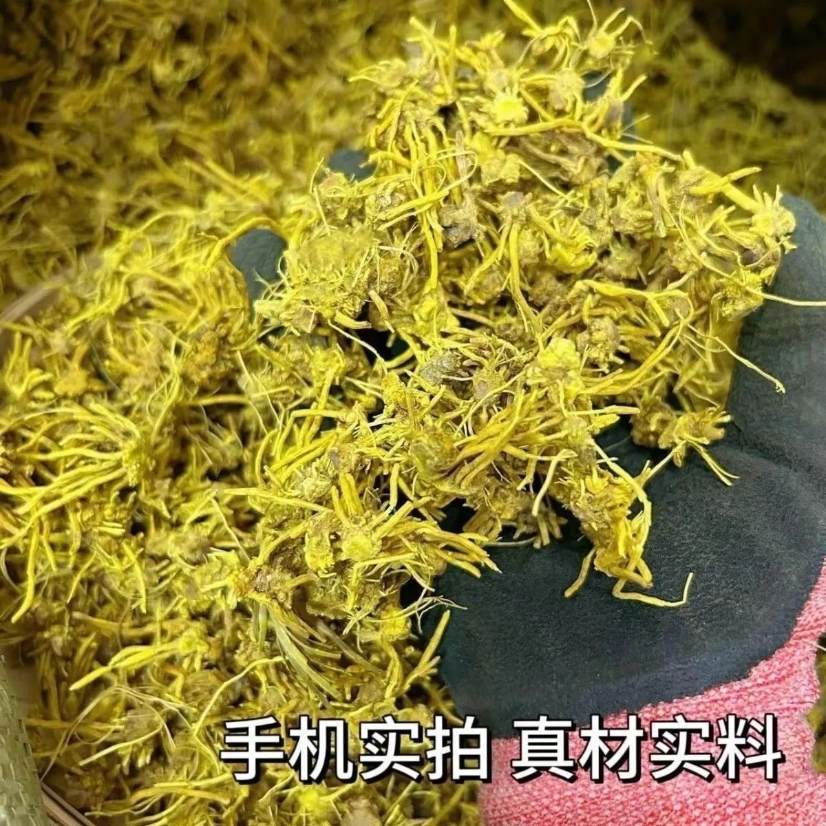 正宗云南雪山黄龙根金龙石斛参
