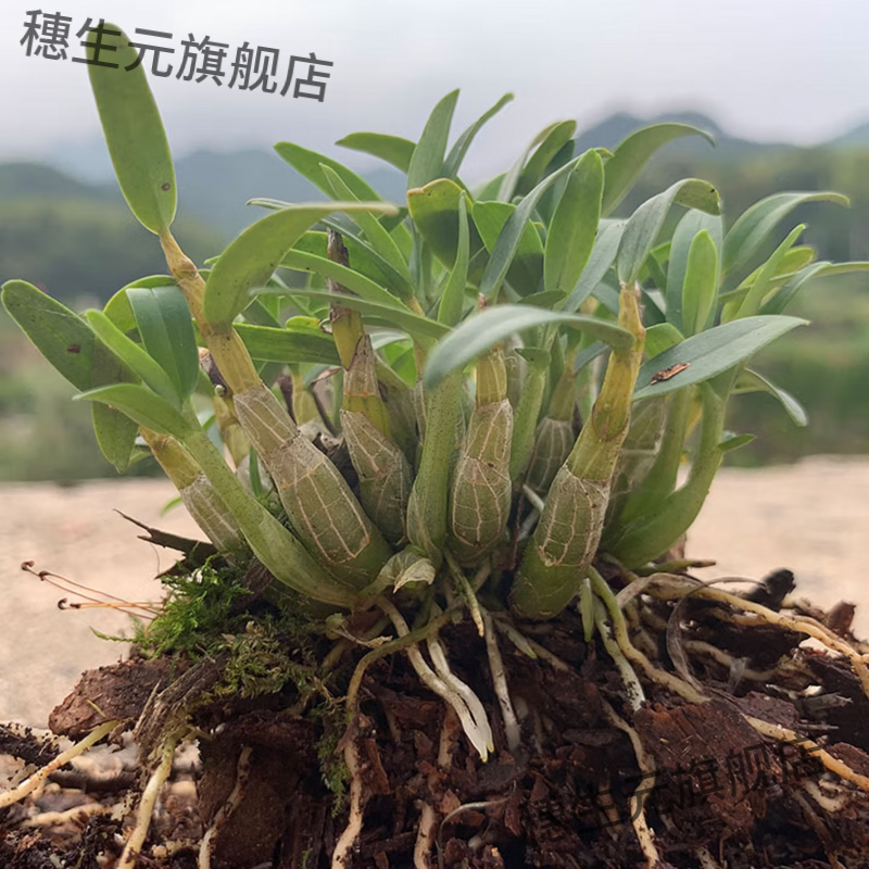 石斛苗米斛盆景矮壮品种超铁皮石斛盆栽鲜条枫斗 霍山米斛苗.