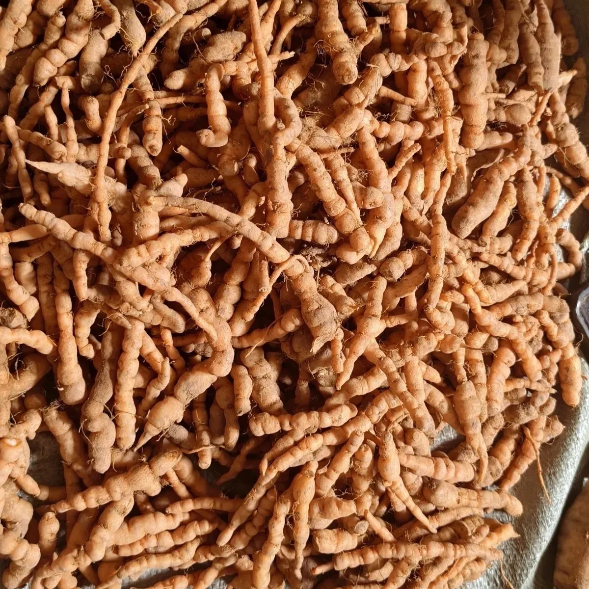 野生鲜生地黄根苗整株发货