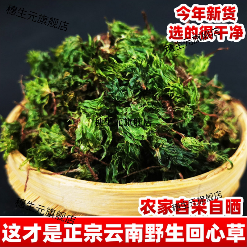 正宗云南野生回心草材今年