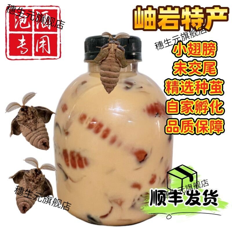 东北岫岩雄蚕蛾未交尾鲜活泡酒