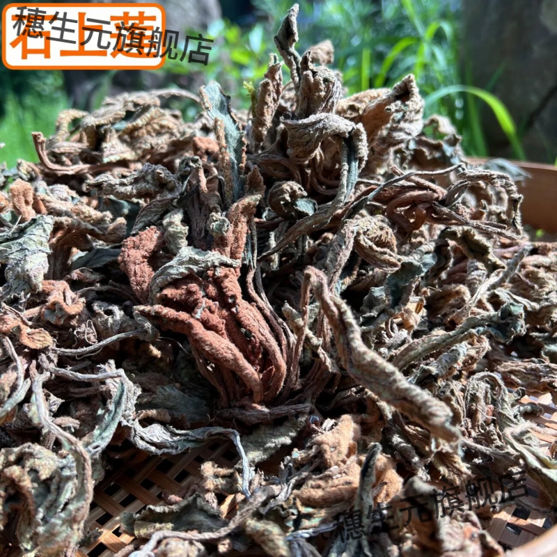 野生石上莲软肝草金钩中
