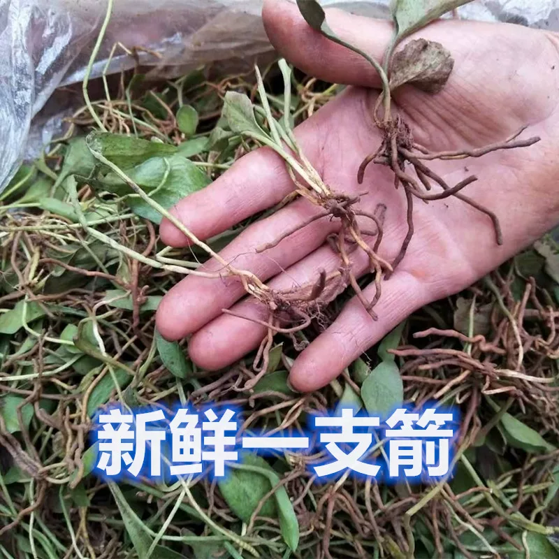 一支箭野生枝新鲜青藤瓶儿