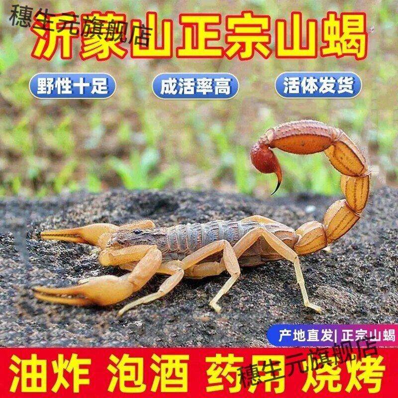 正宗沂蒙山野性十足活蝎子