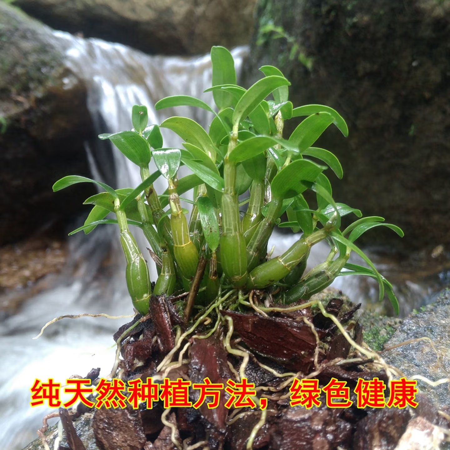 铁皮石斛苗三年生可食用观