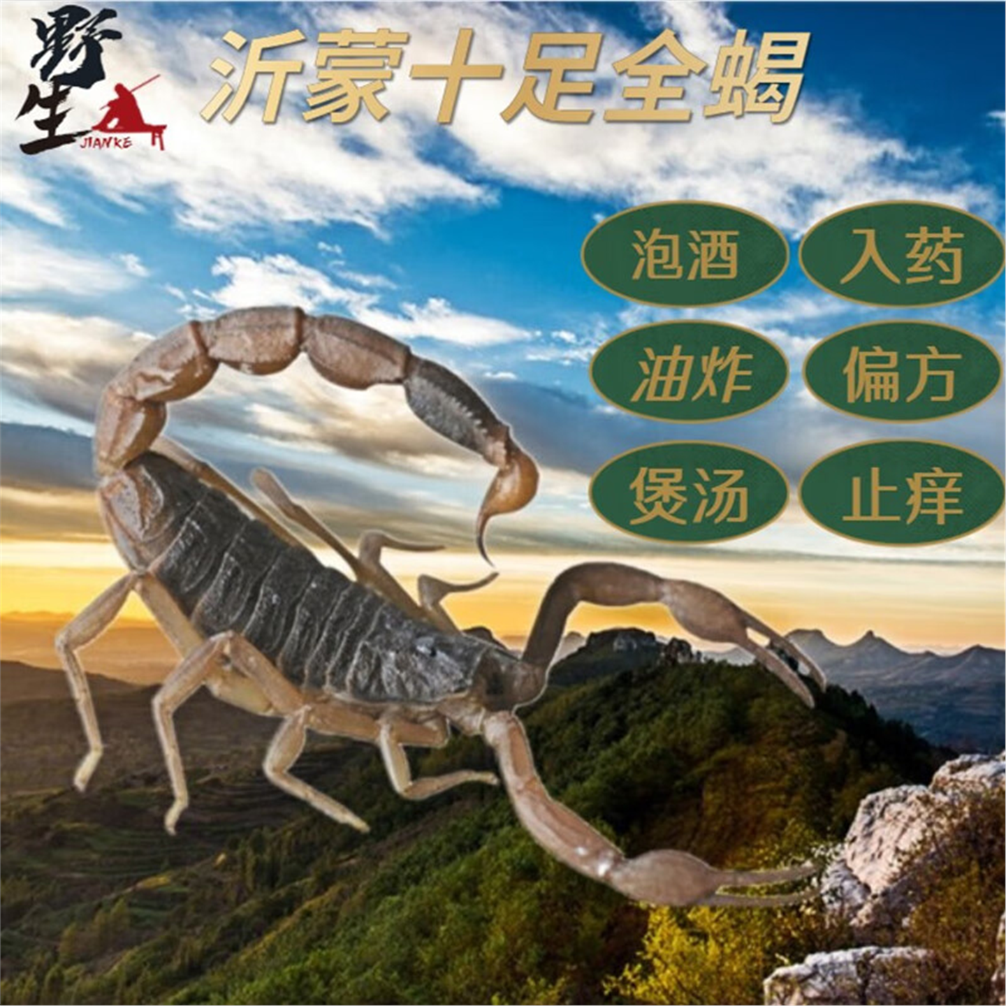 活蝎子食用全王体药泡酒煲