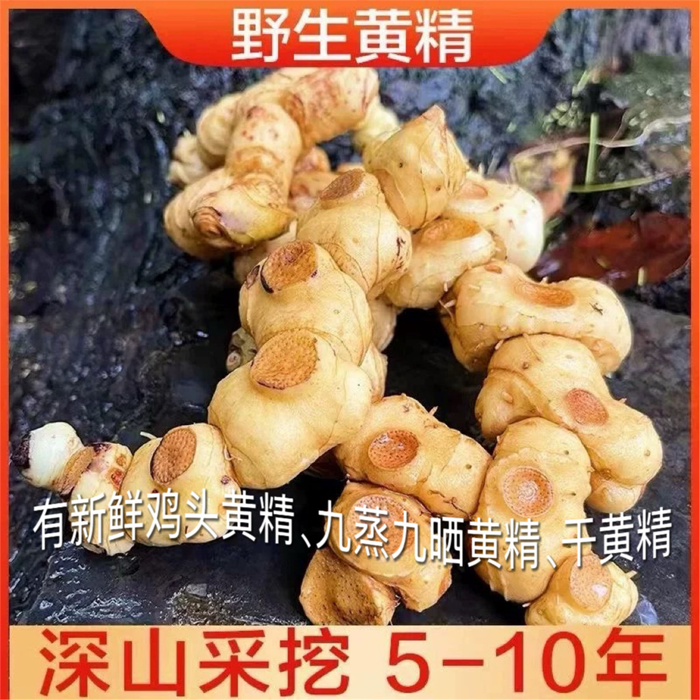 贵州生黄精新鲜野姜型金药