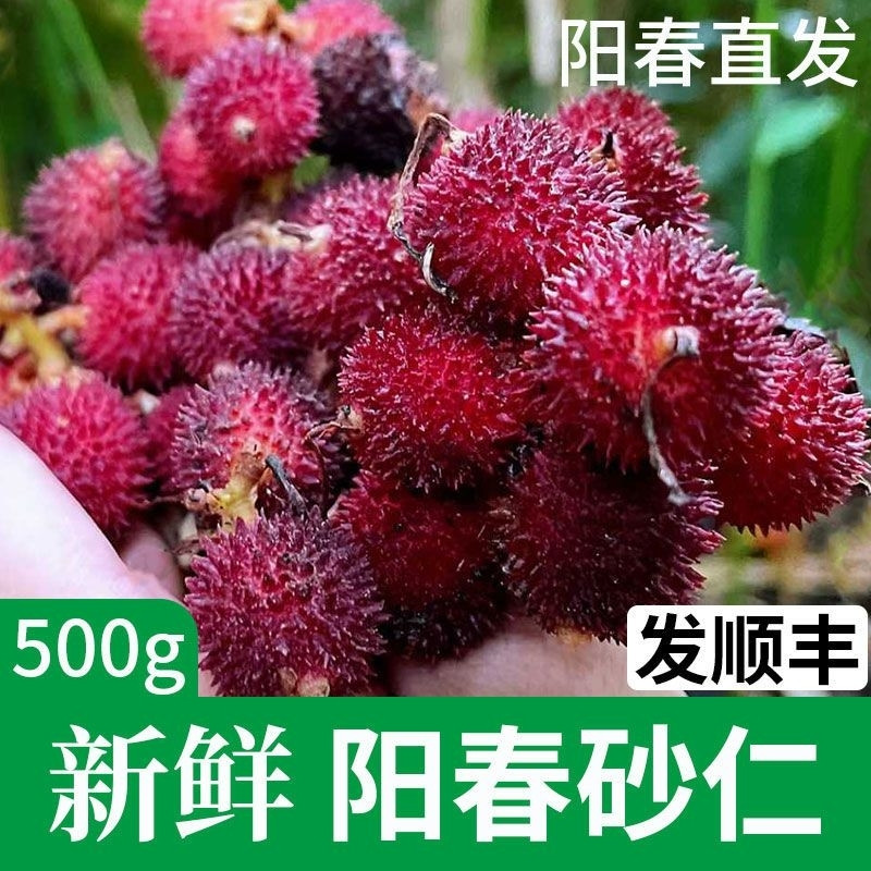 阳春正宗现摘春砂仁包邮顺丰发