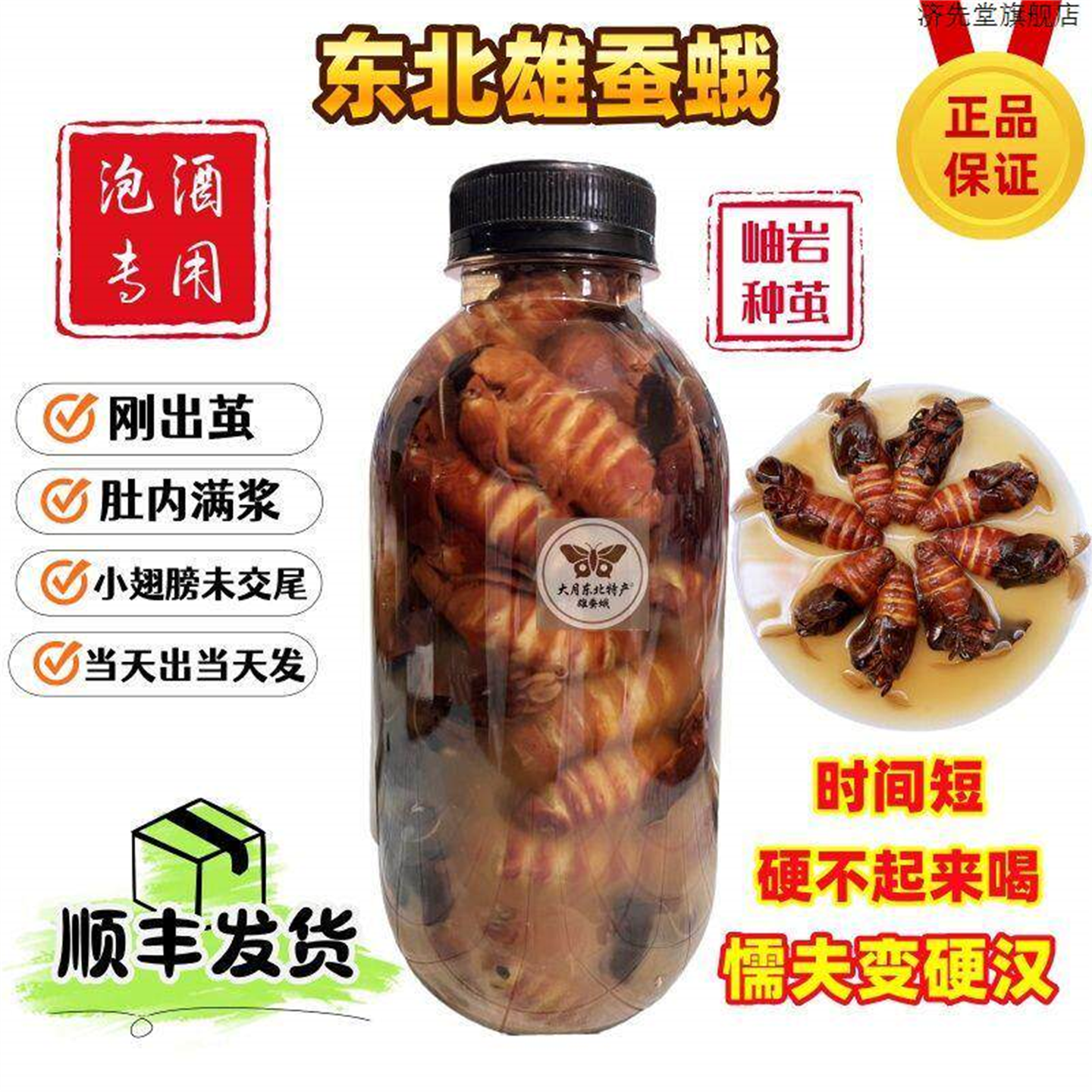 雄蚕蛾公泡酒料养生男性