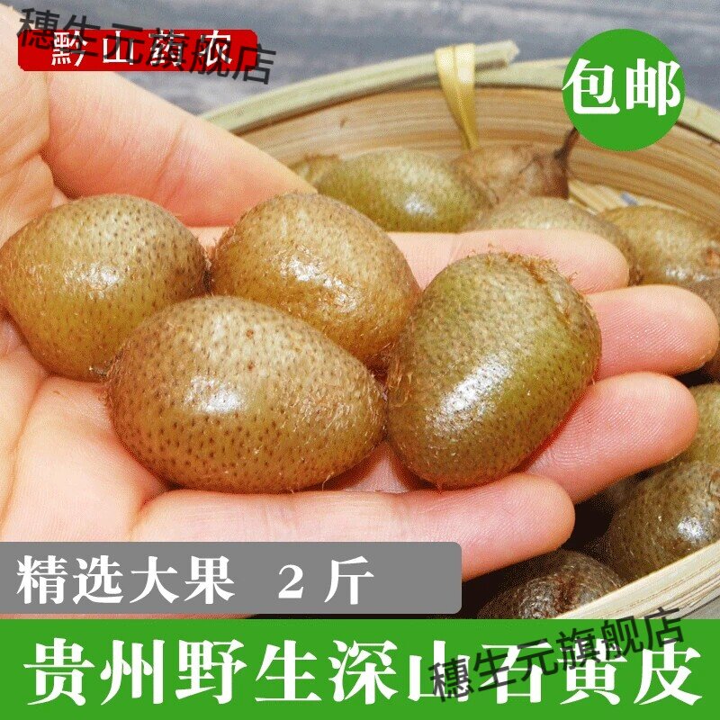 贵州野生新鲜现挖石黄皮中药材