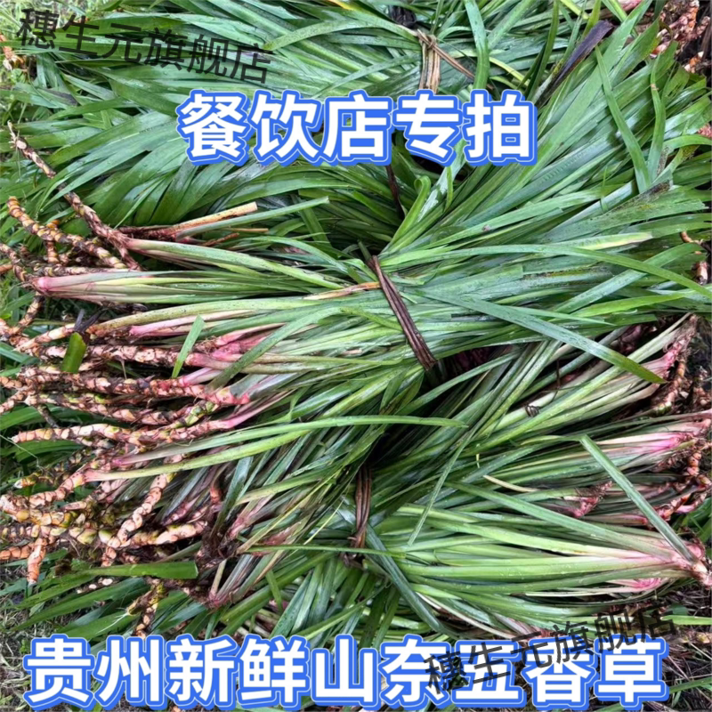 贵州新鲜五香草茴菖蒲带根