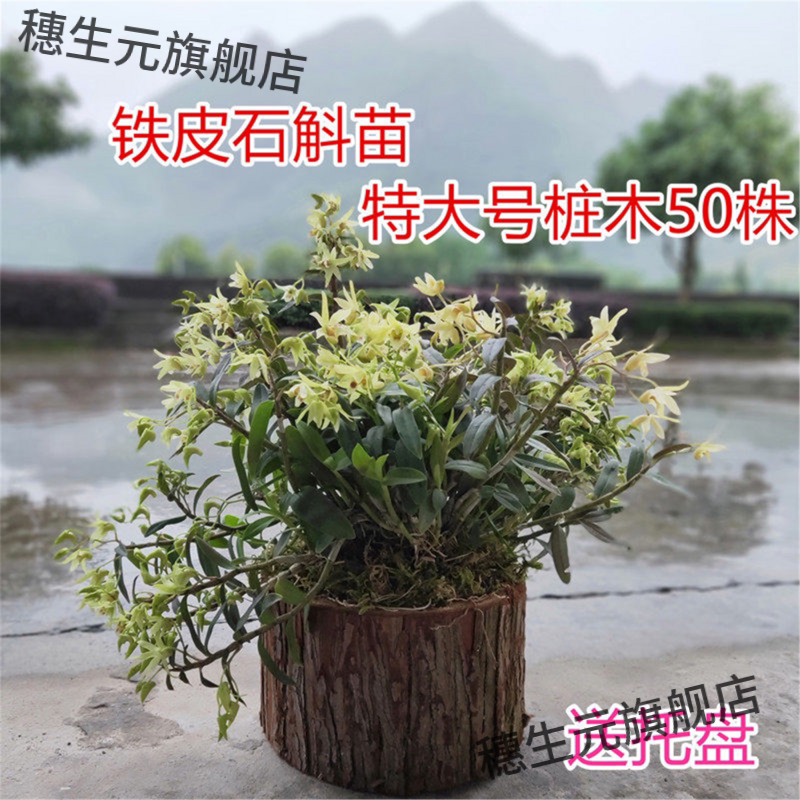 铁皮石斛苗带木桩【种好发