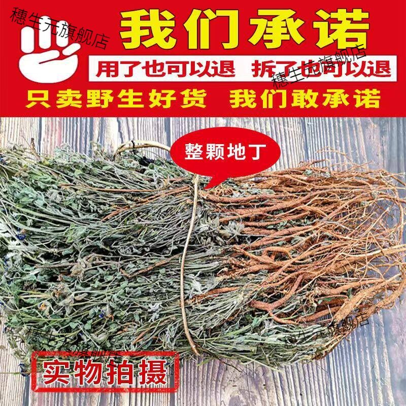 正品野生地丁米口袋晒干