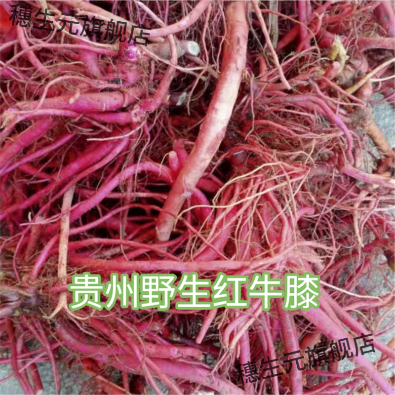 贵州新鲜野生红牛膝材土