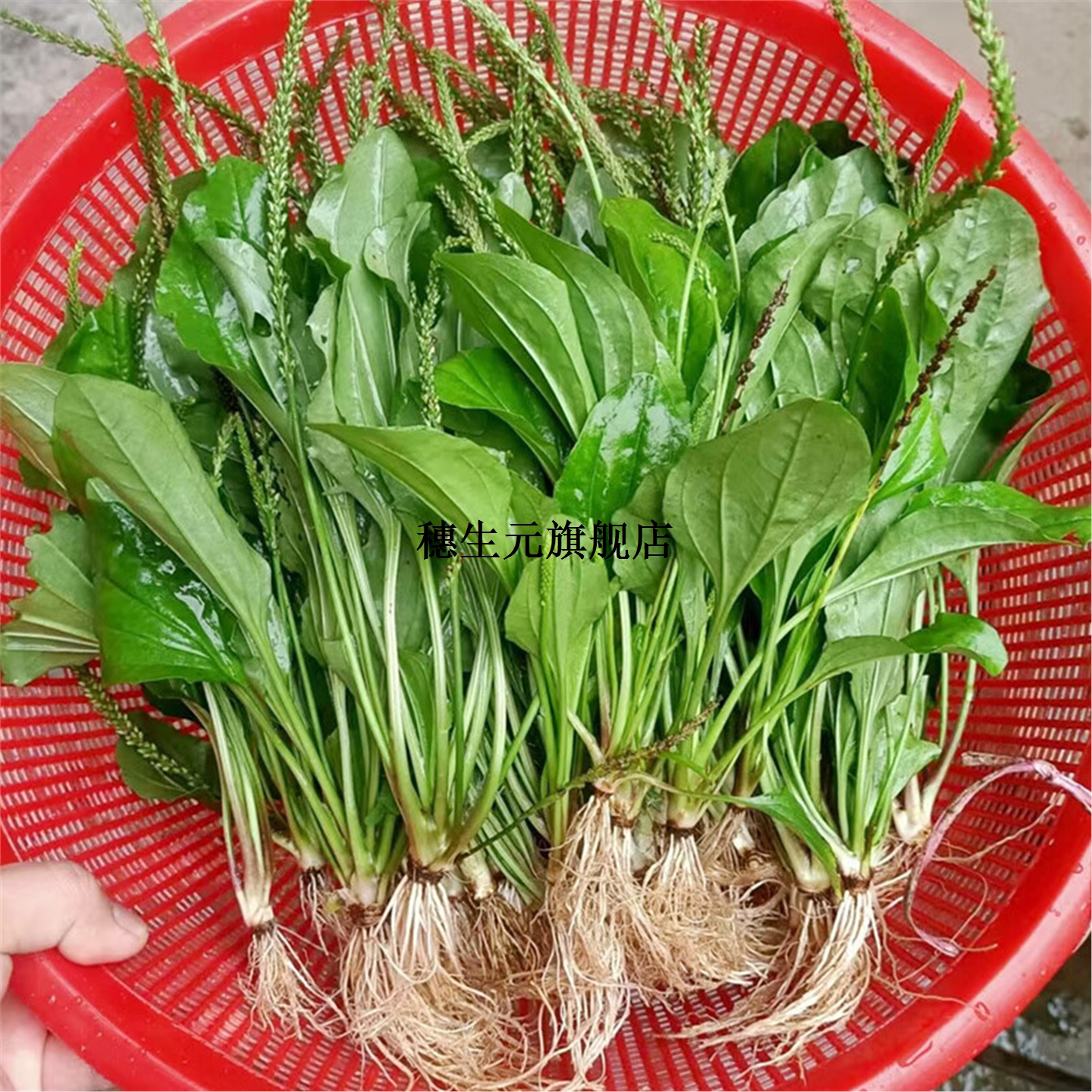 现摘现发野生车前草全株药食同源