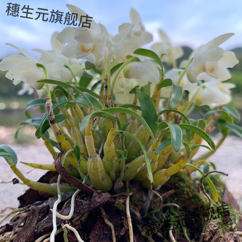 霍山米斛苗石枫斗盆栽矮壮
