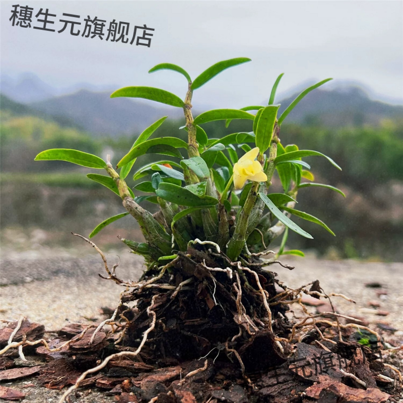 正宗霍山铁皮石斛苗米原产