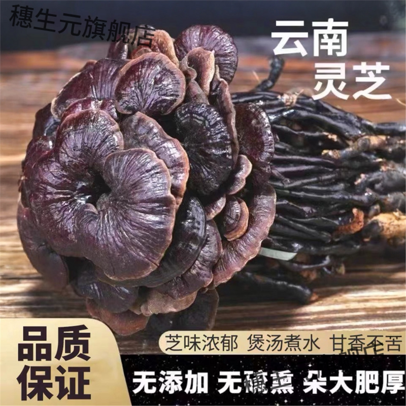 云南深山采挖天然竹灵芝50