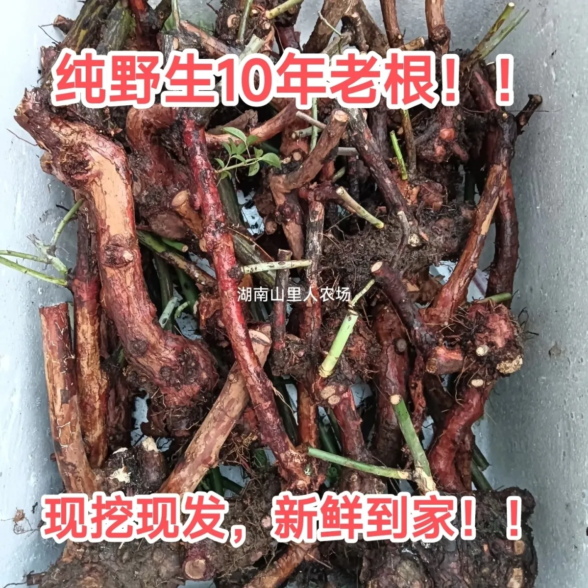 贵州正宗野生新鲜金樱根子