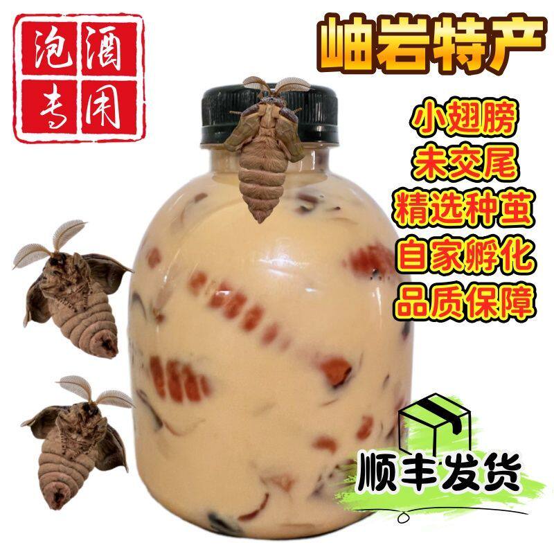 东北岫岩雄蚕蛾未交尾鲜活泡酒