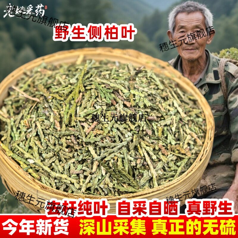 云南材野生侧柏叶伯粉扁新