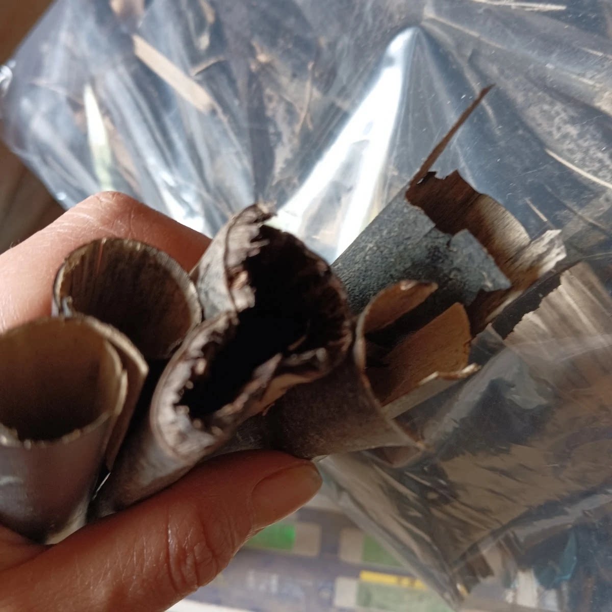 仙人杖退秧竹瘪子仗菌化天