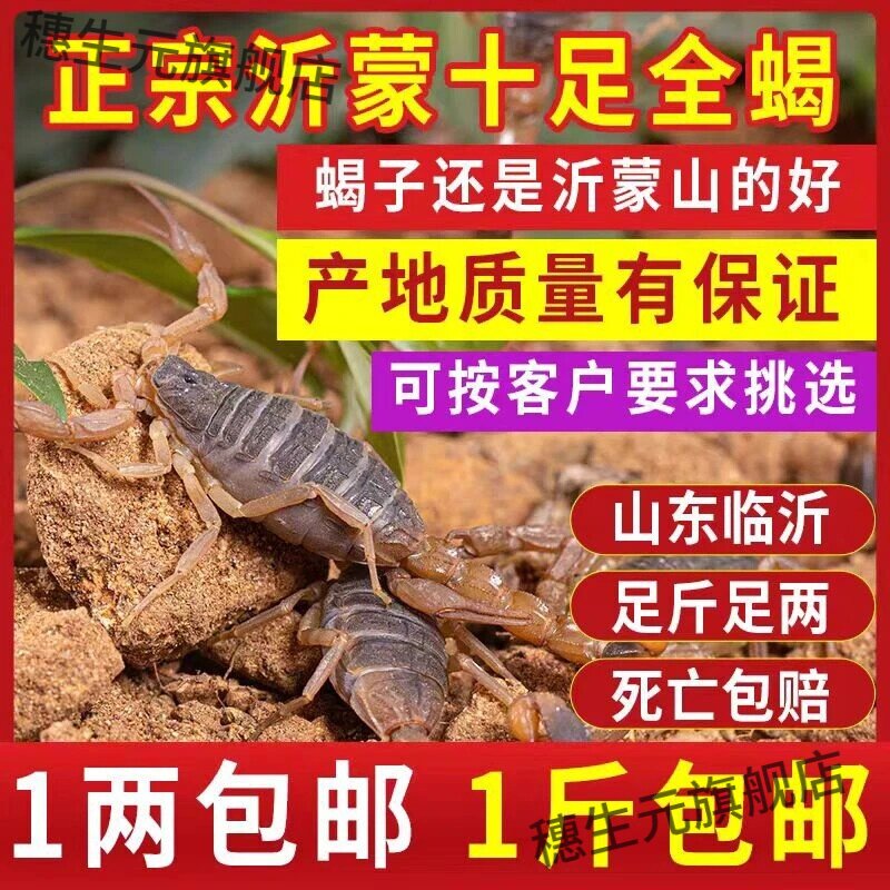 沂蒙山活全蝎超大煲汤泡酒包邮