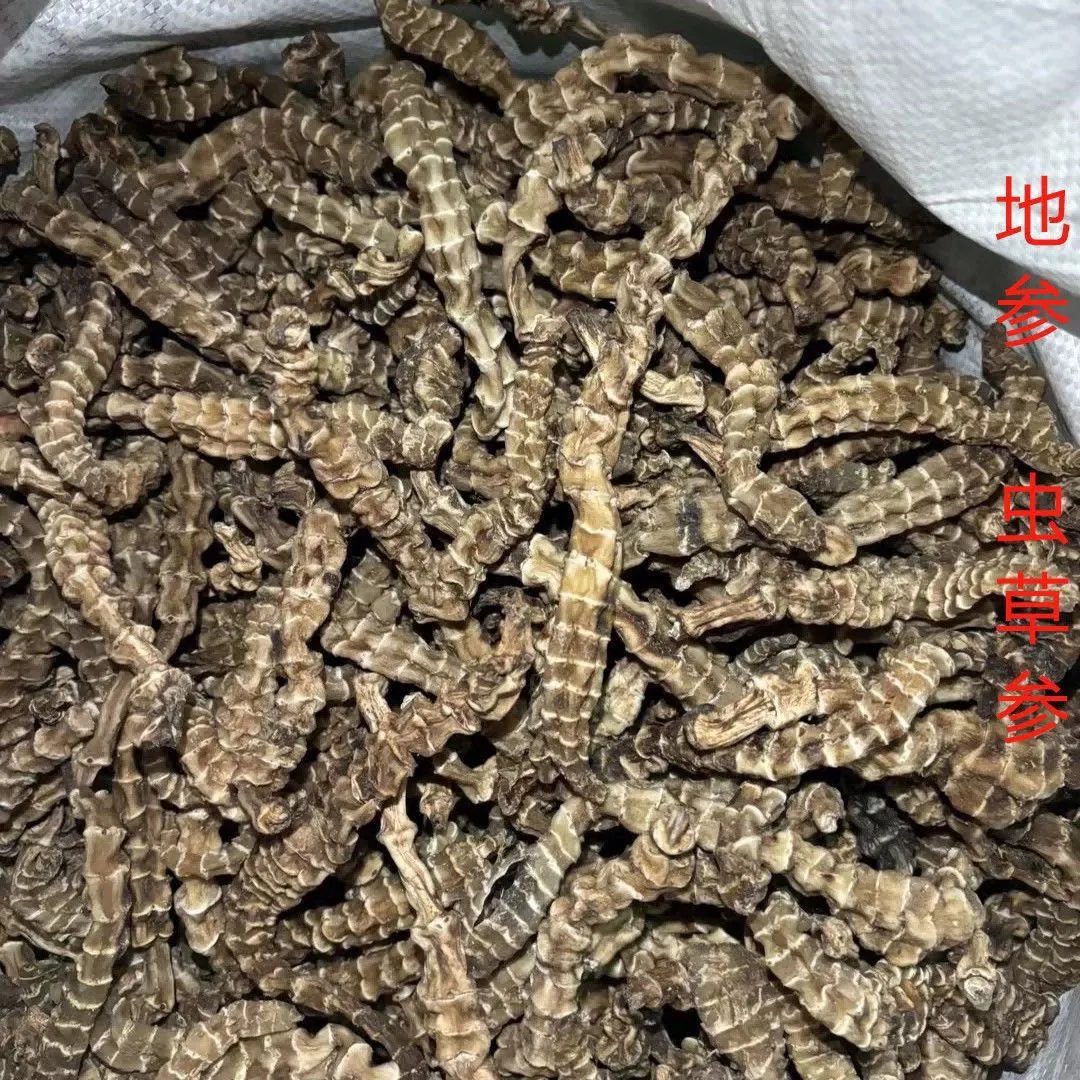 野生顶天柱不老草阳劲鞭材