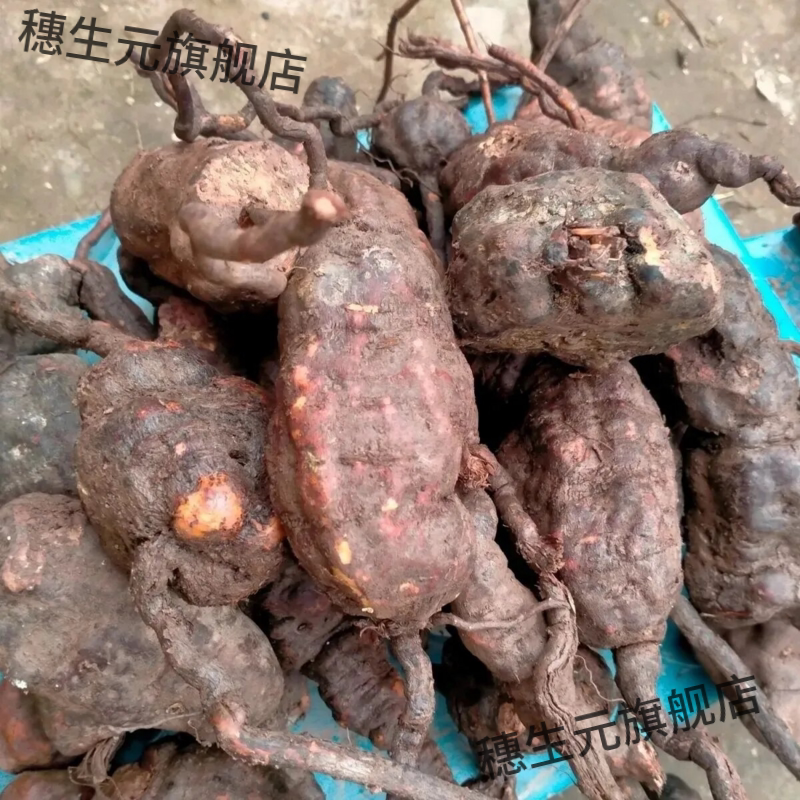 云南何首乌深山野生新鲜