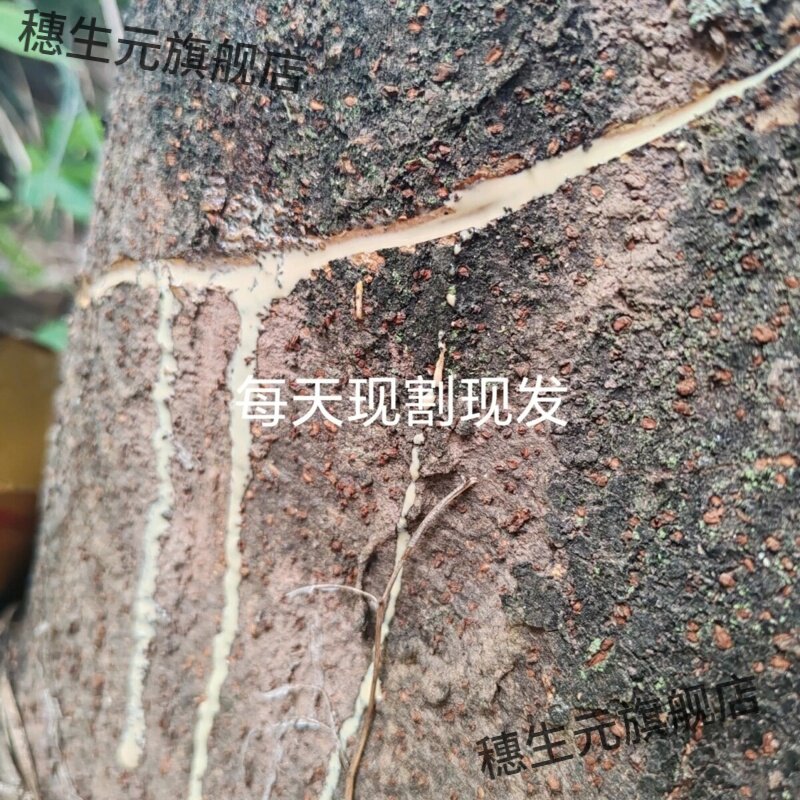 四川大山老构树汁液牛皮癣适用