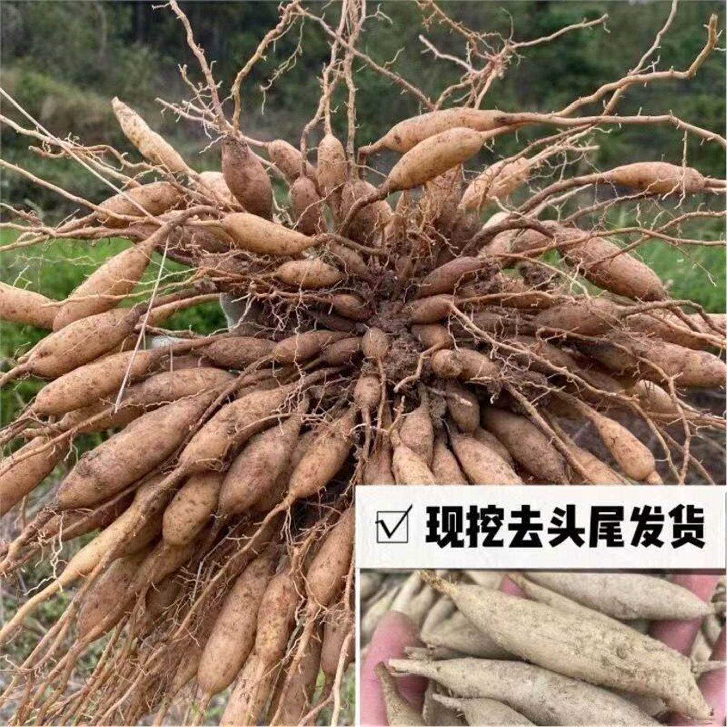 贵州野外天门冬泡酒新鲜