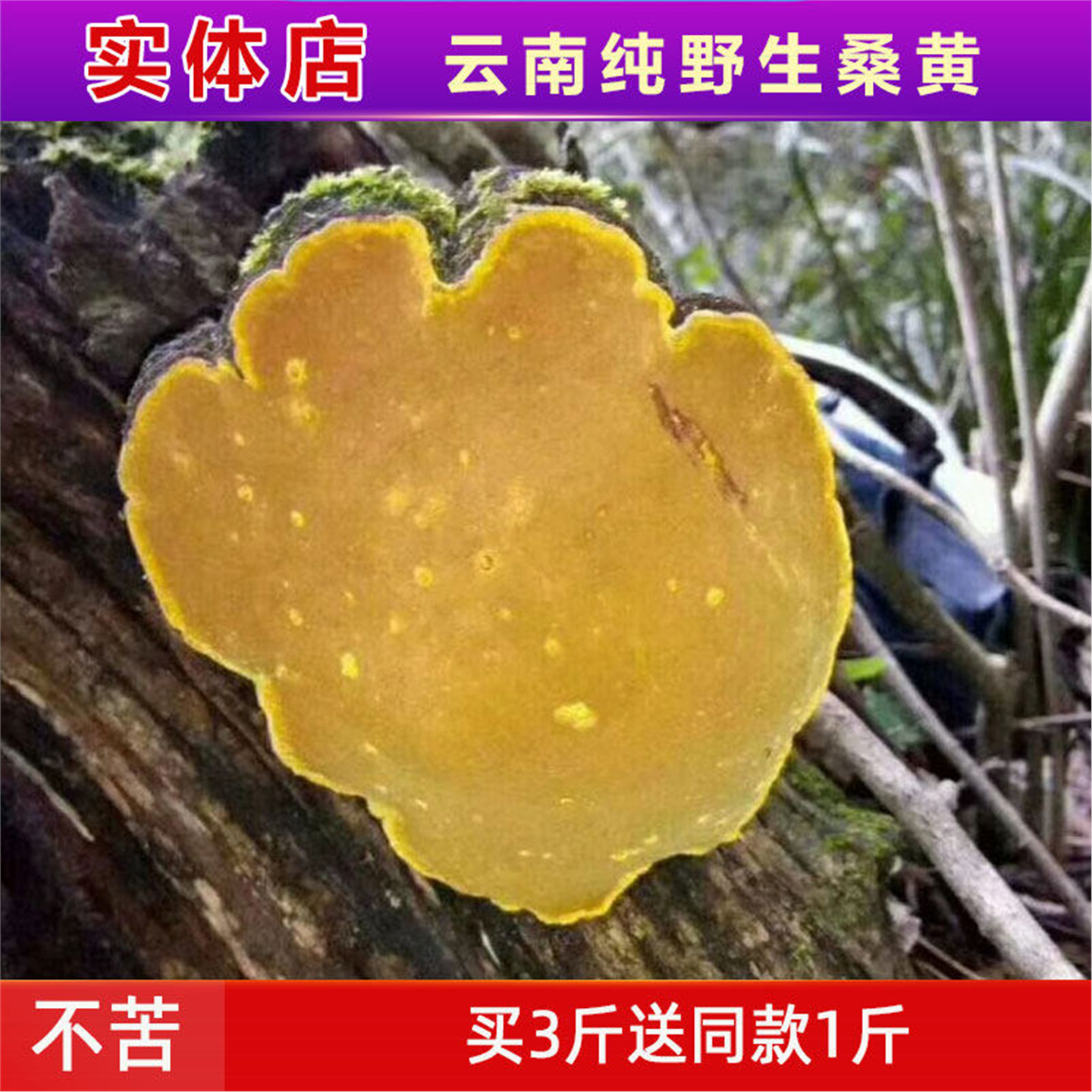 桑黄野生云南天然整个树