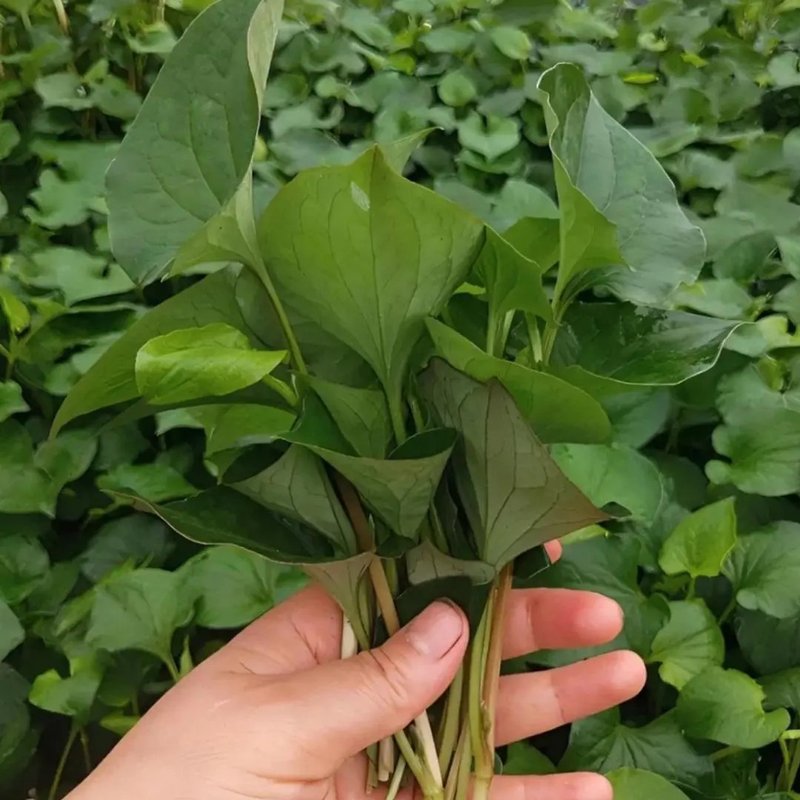 鱼腥草种子折耳根四季种植阳台庭有机肥