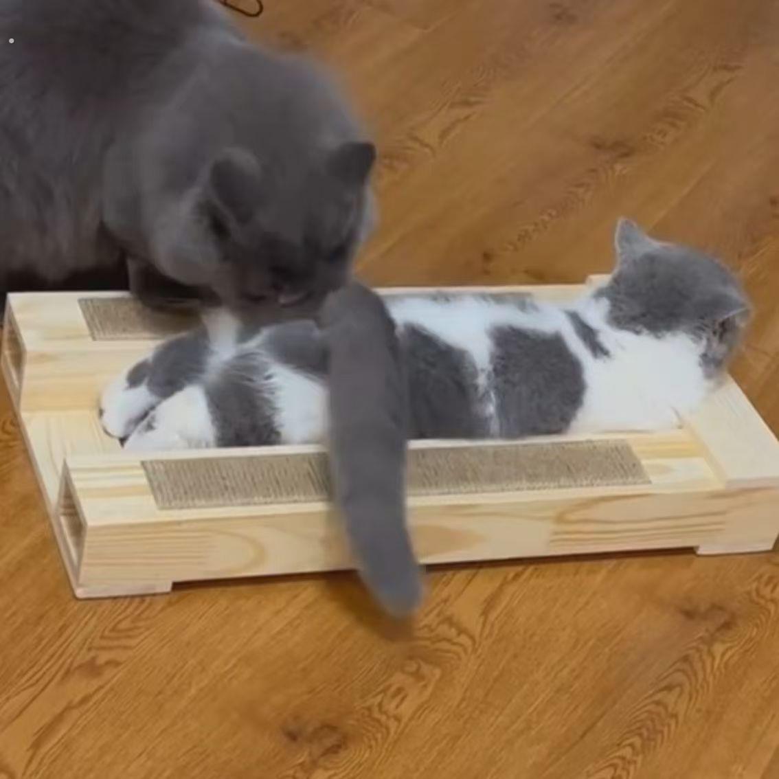 配猫架猫咪配种架防侧翻配种布偶猫与矮脚猫公猫藉配增高辅助工具