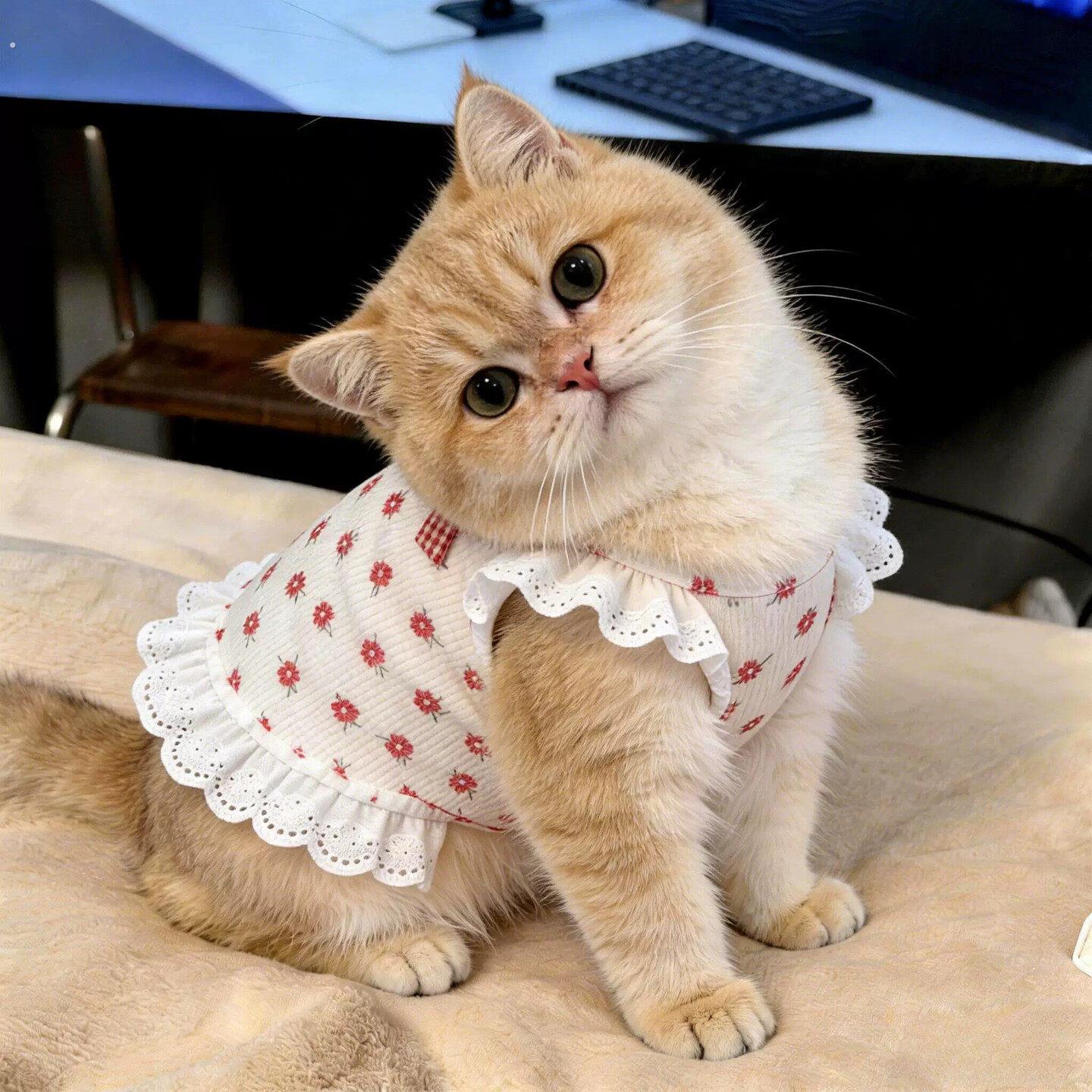 猫咪衣服防掉毛薄款透气夏季吊带德文猫无毛猫宠物狗狗衣服清凉