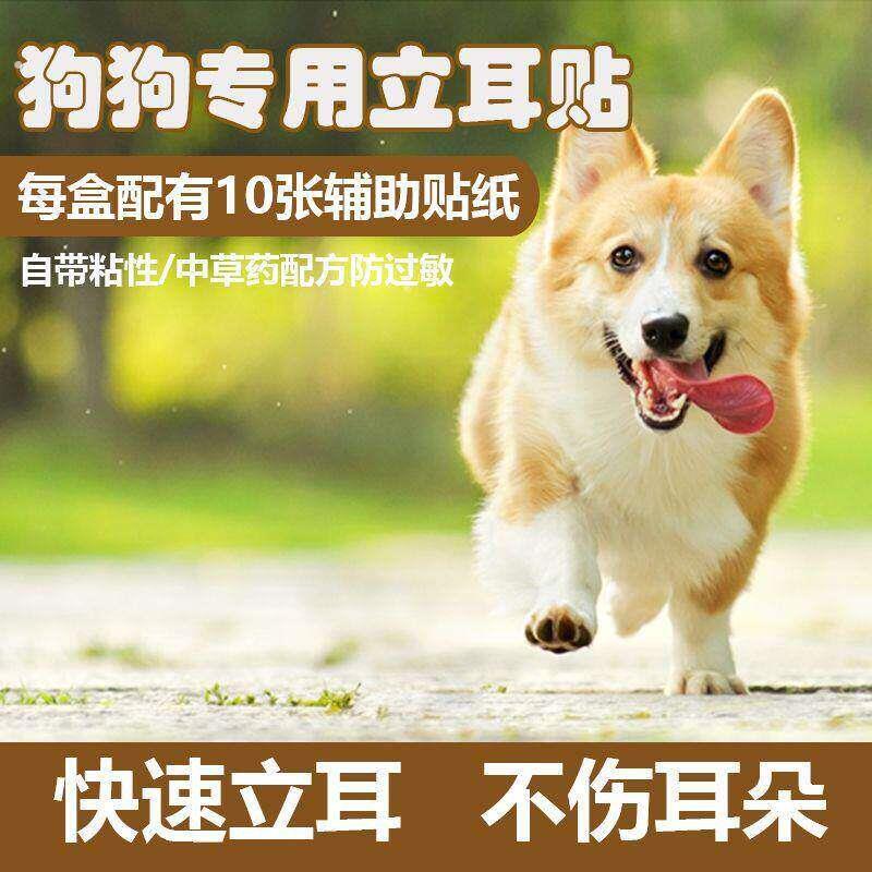 柯基雪纳瑞约克夏专用狗狗立耳器宠物幼犬杜宾立耳神器立耳竖耳珠