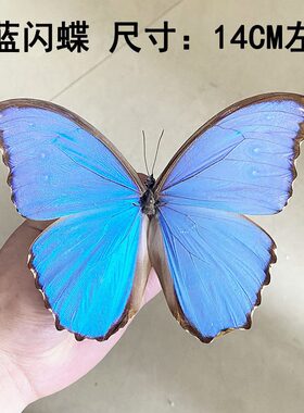 甄选真蝴蝶标本展翅蓝闪蝶 天堂凤蝶 爱神凤蝶昆虫幼儿园教具教学