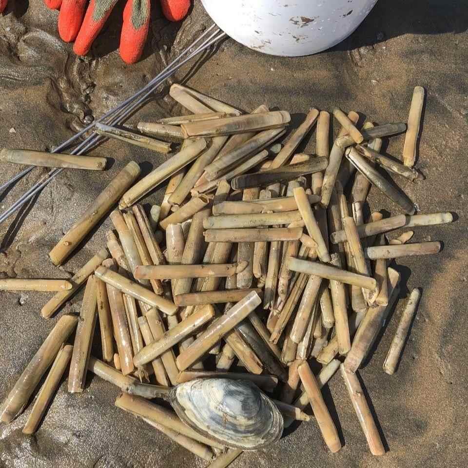 赶海挖蛏子工具钩子钓蛏不锈钢竹节海边蛤蜊沙滩潜水浅水通用神器