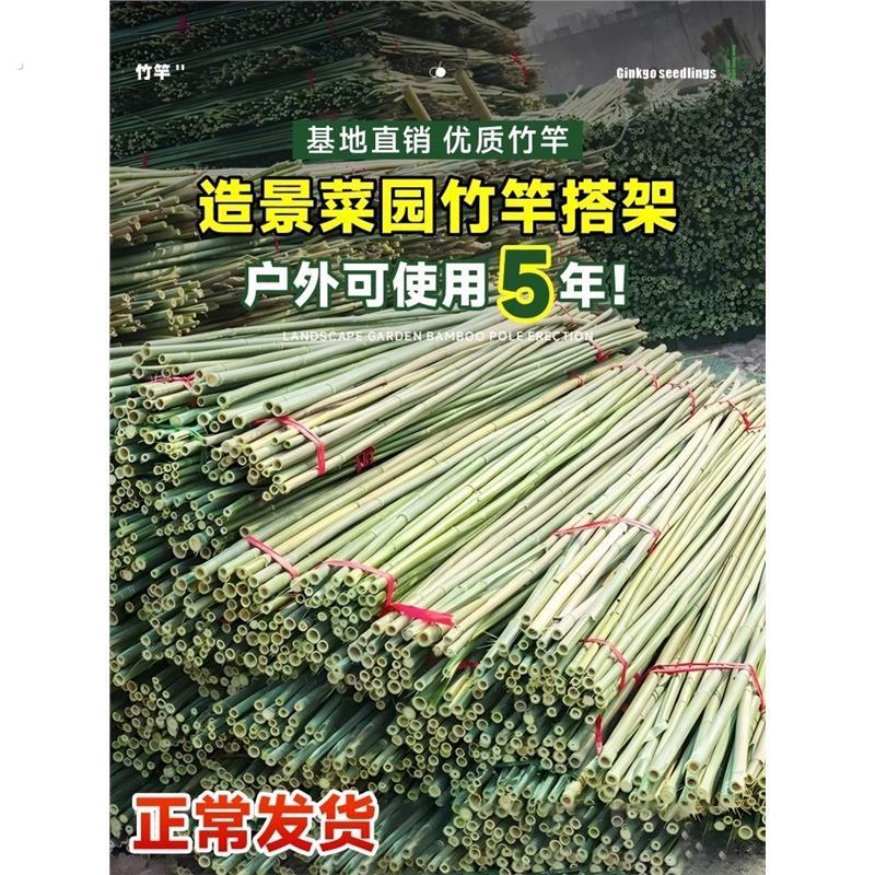 竹竿菜园搭架蔬菜黄瓜番茄豆角架杆竹篱笆栅栏小竹子细竹竿爬藤架