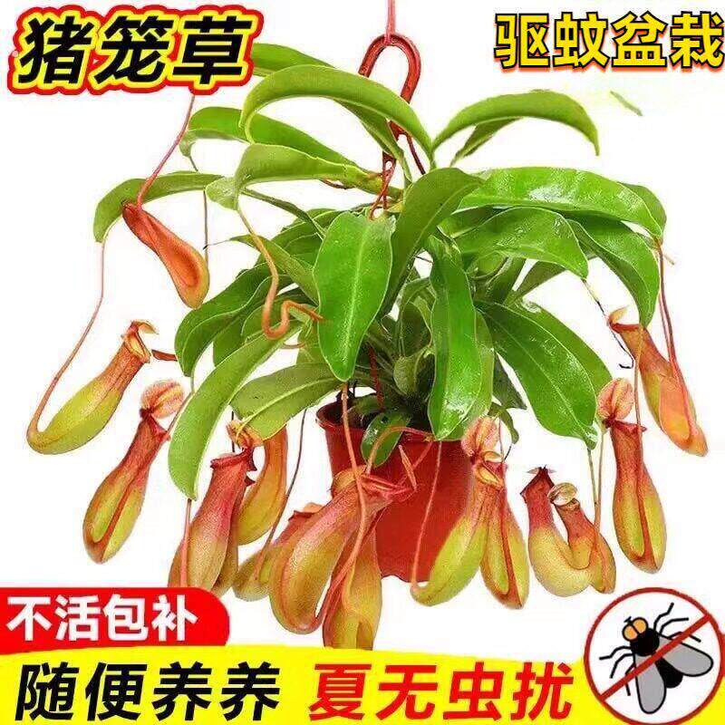 蚊子草盆栽猪笼草捕蝇草食虫草高级虫超大猪笼草四季绿植趣味盆栽